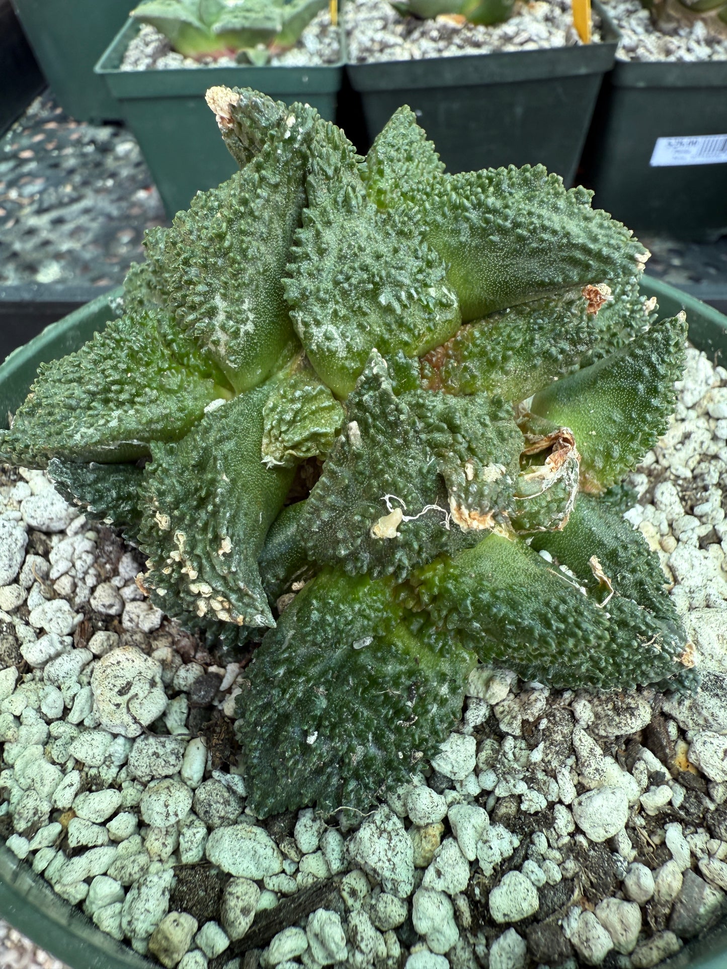 Ariocarpus Godzilla clusters on short pereskiopsis graft 1650
