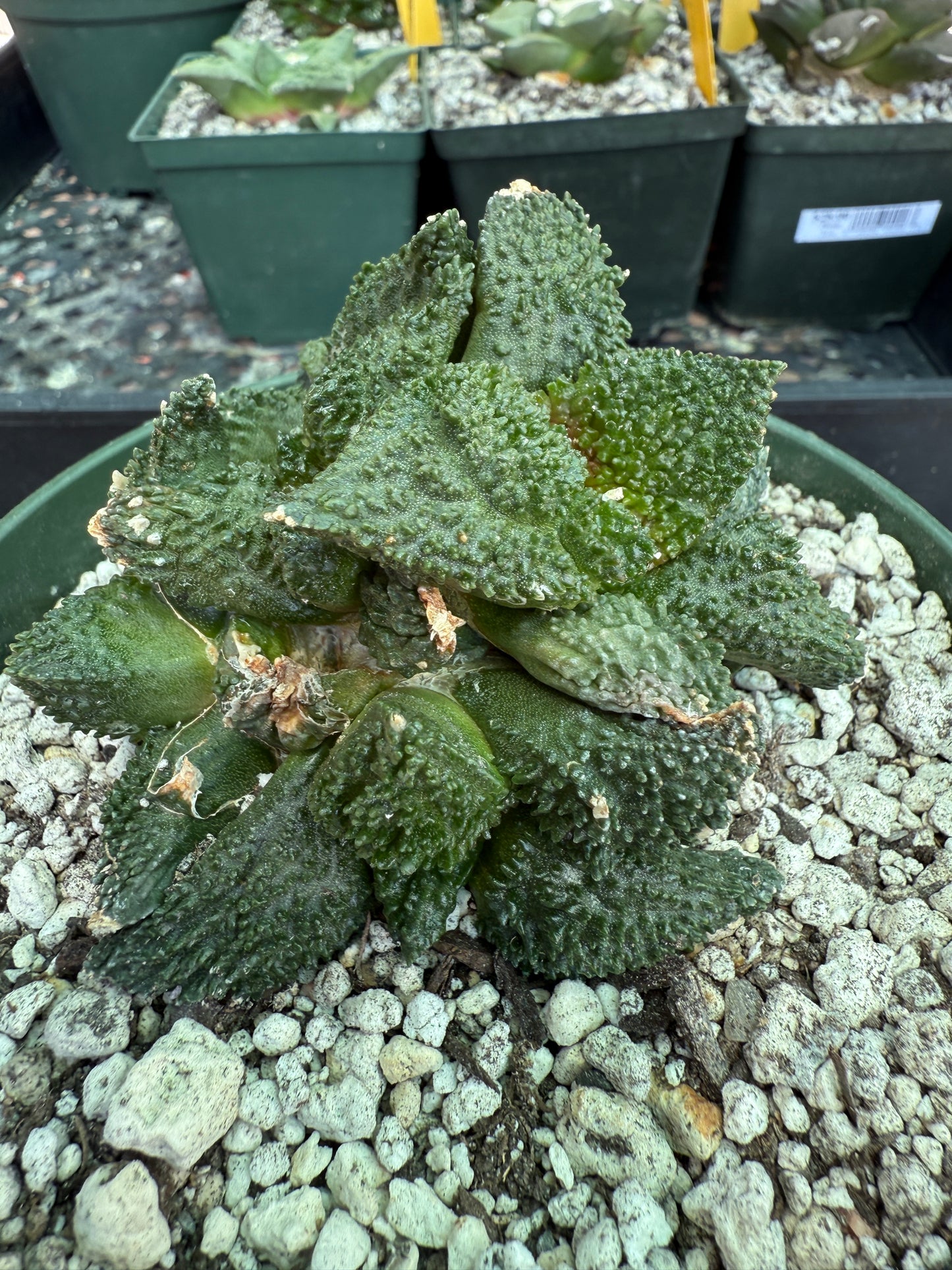 Ariocarpus Godzilla clusters on short pereskiopsis graft 1650