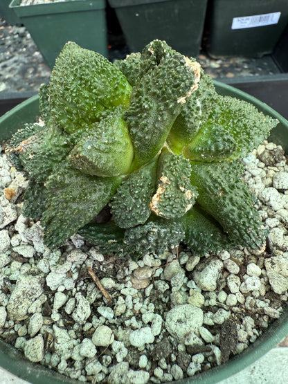 Ariocarpus Godzilla clusters on short pereskiopsis graft 1650