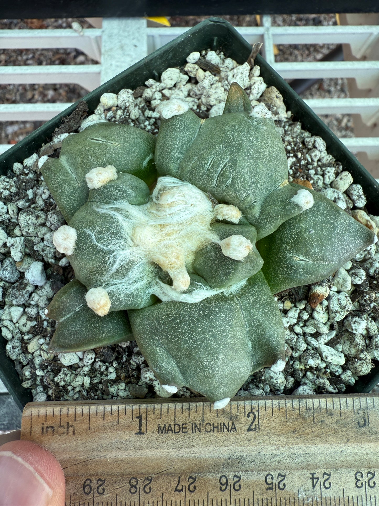 Ariocarpus trifinger rare cactus 119