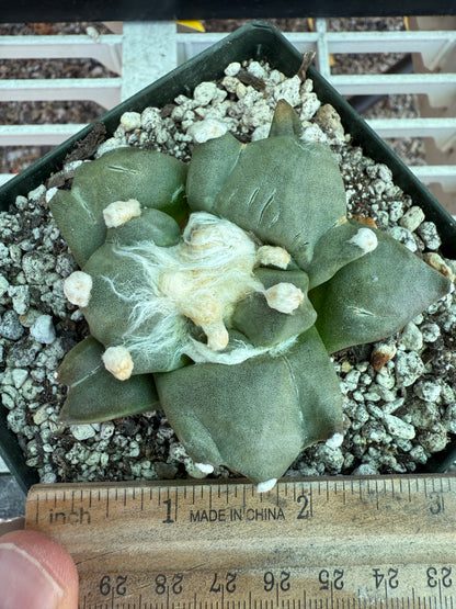 Ariocarpus trifinger rare cactus 119