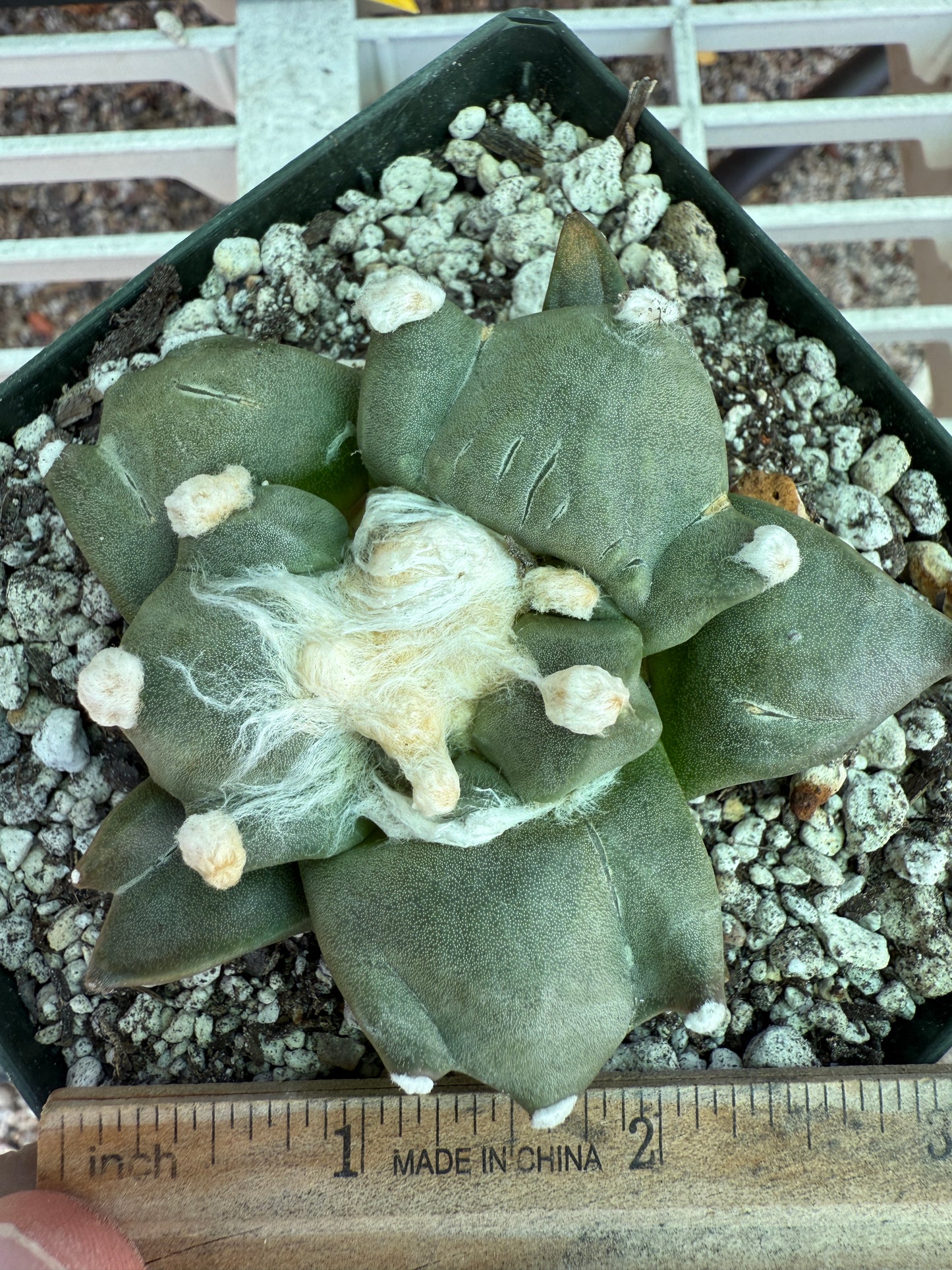 Ariocarpus trifinger rare cactus 119