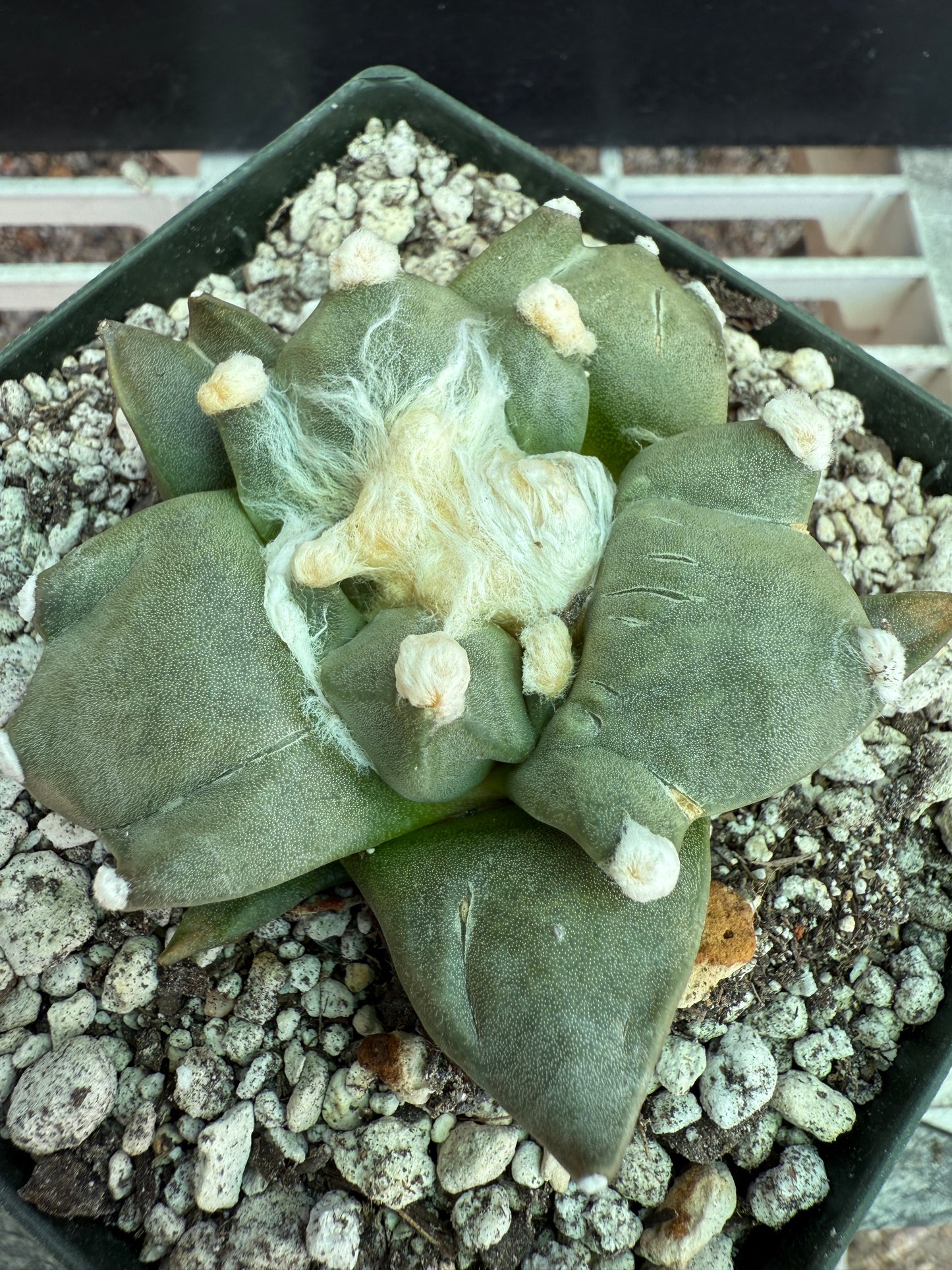 Ariocarpus trifinger rare cactus 119