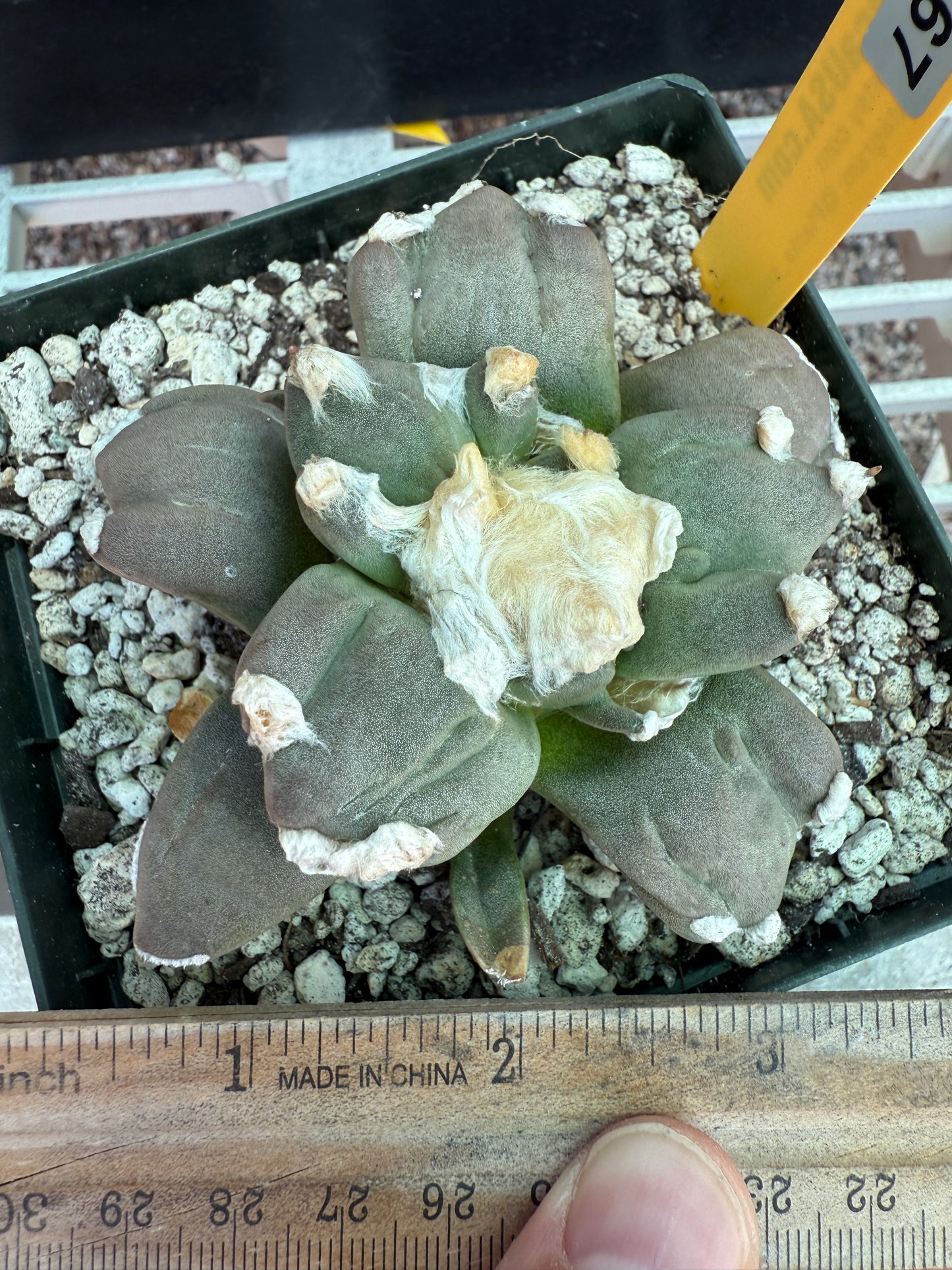 Ariocarpus retusus trifinger 0367