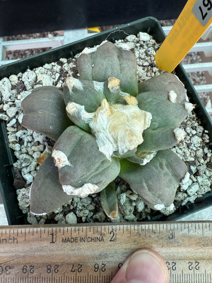 Ariocarpus retusus trifinger 0367