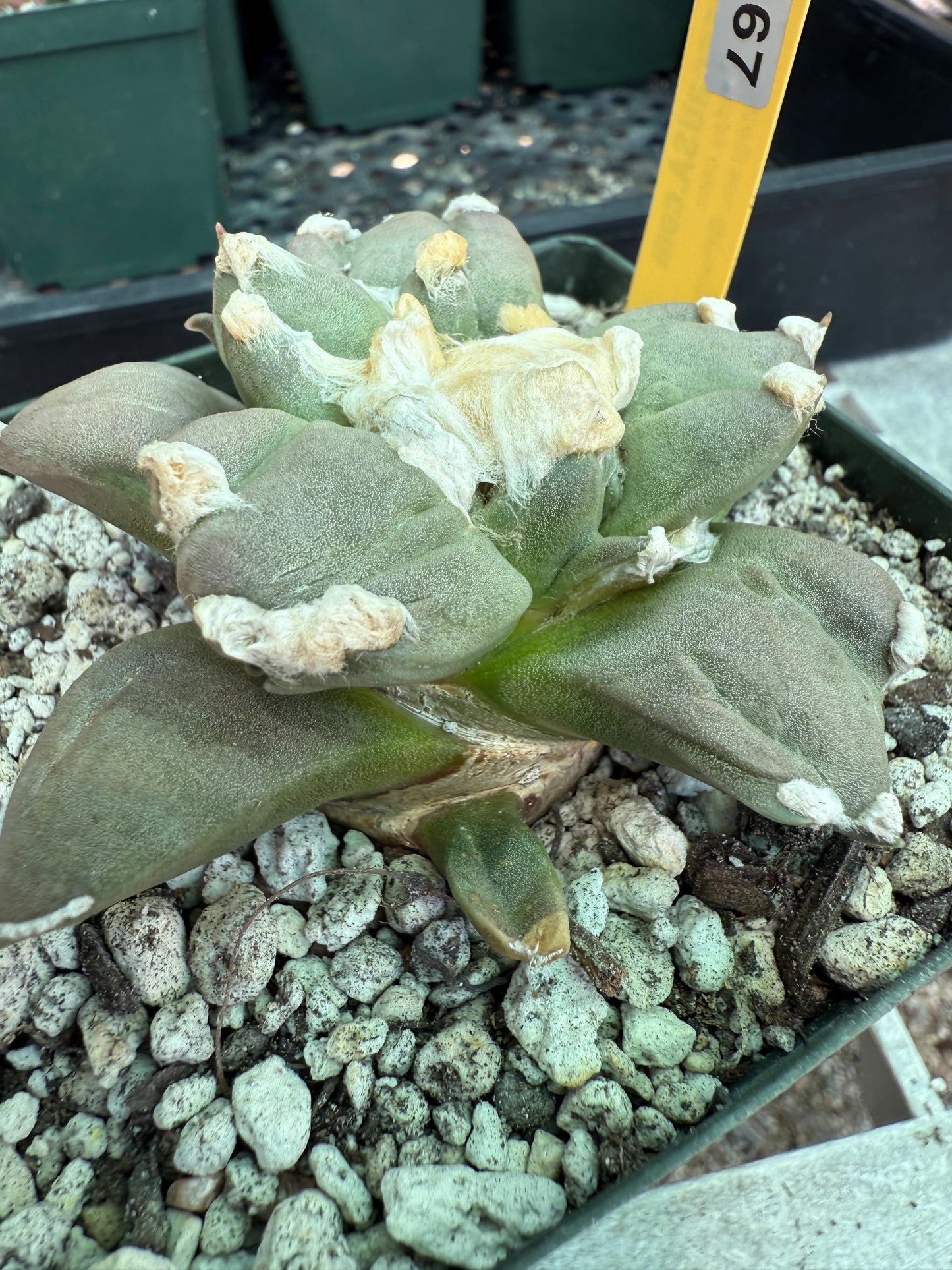 Ariocarpus retusus trifinger 0367