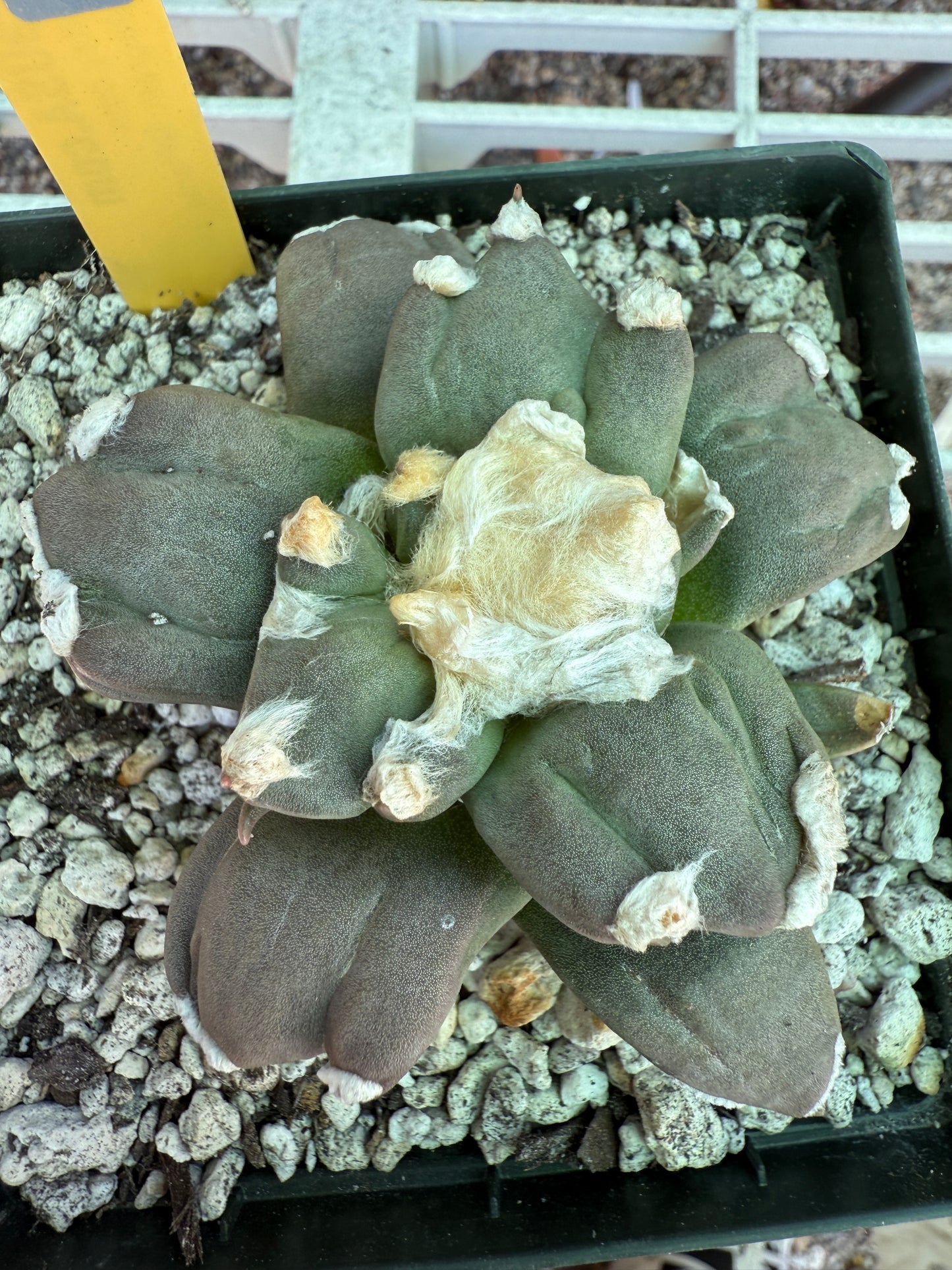 Ariocarpus retusus trifinger 0367