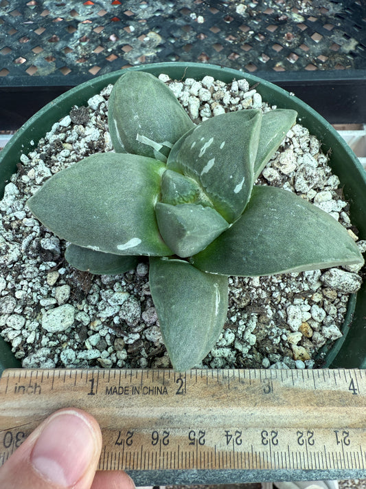 Ariocarpus frumdosus in 6 inch pot large tubercle 1728