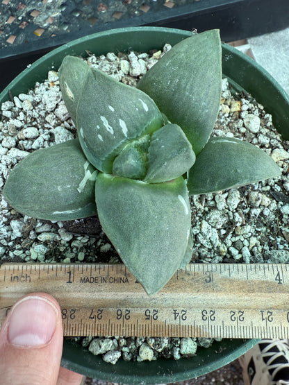 Ariocarpus frumdosus in 6 inch pot large tubercle 1728