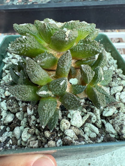Ariocarpus kotschoubeyanus x Godzilla many heads grafted on pereskiopsis 0150