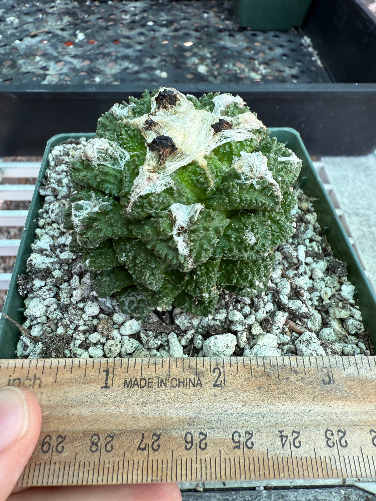 Ariocarpus kotschoubeyanus x Godzilla hybrid on pereskiopsis short graft beauty cactus 1200