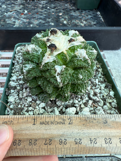 Ariocarpus kotschoubeyanus x Godzilla hybrid on pereskiopsis short graft beauty cactus 1200