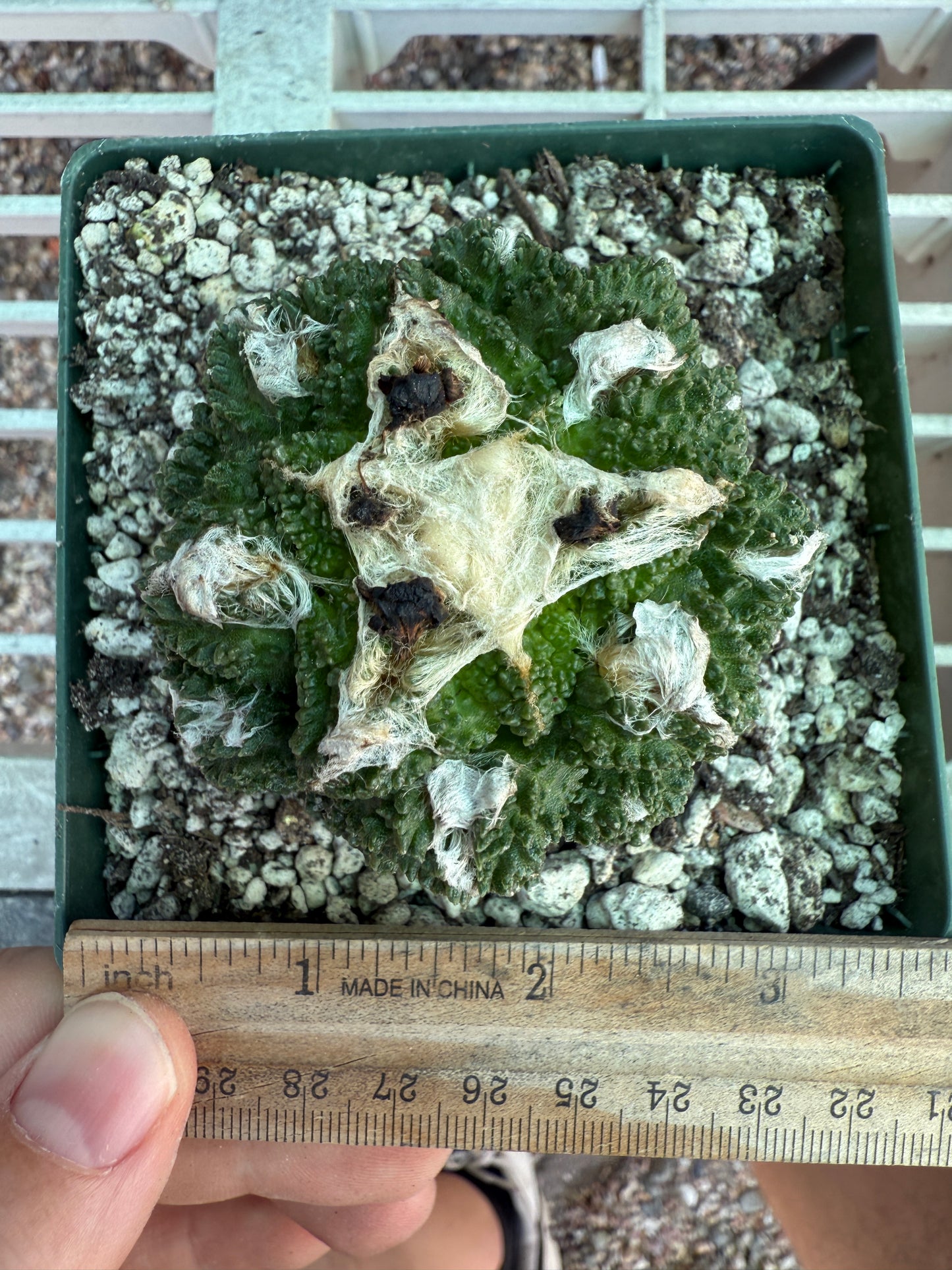 Ariocarpus kotschoubeyanus x Godzilla hybrid on pereskiopsis short graft beauty cactus 1200