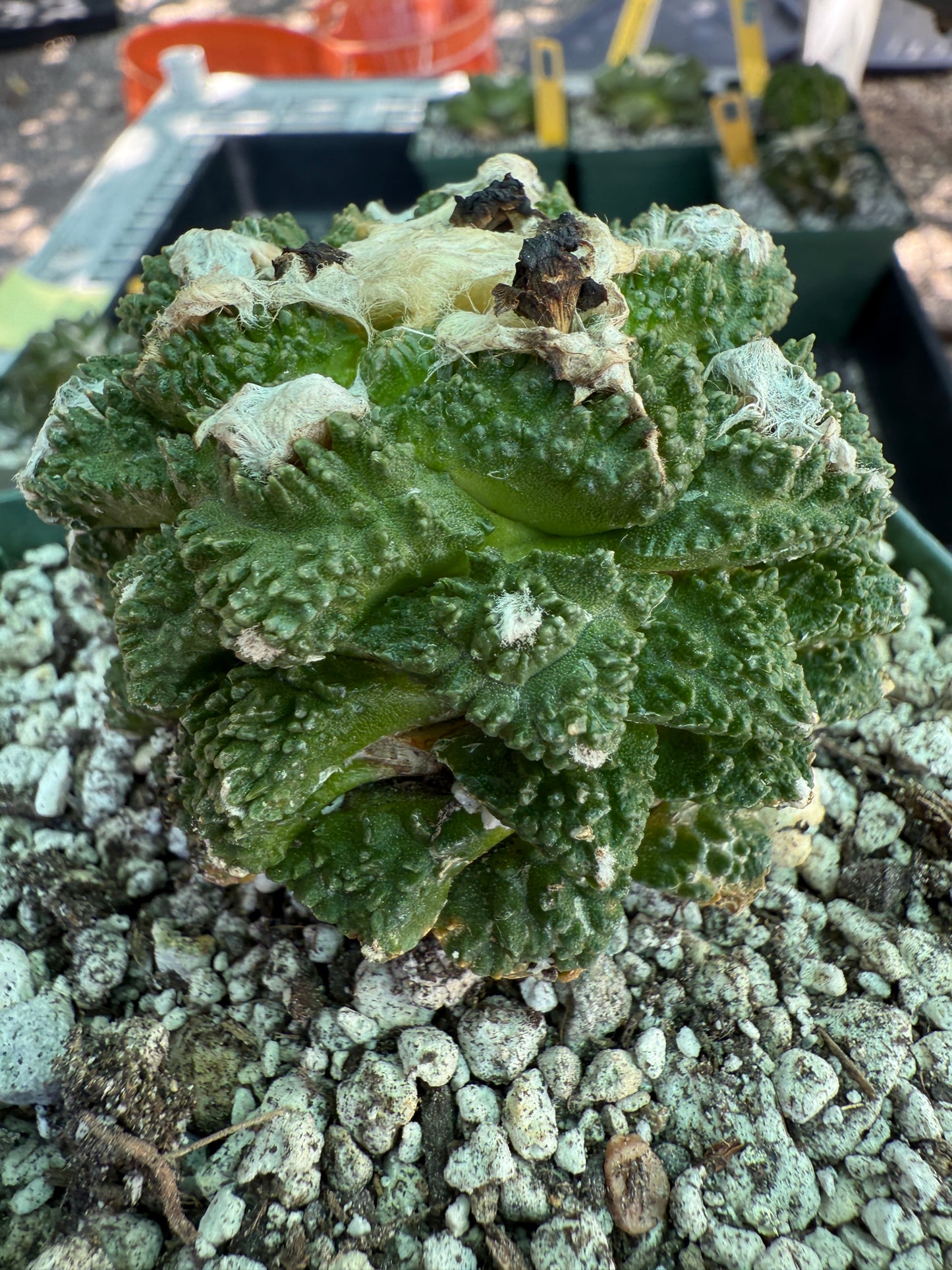 Ariocarpus kotschoubeyanus x Godzilla hybrid on pereskiopsis short graft beauty cactus 1200