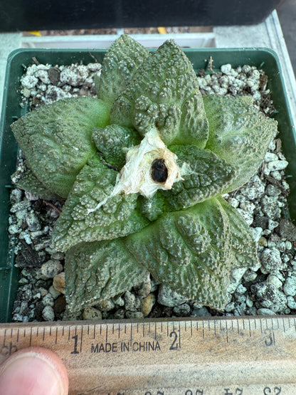 Ariocarpus Godzilla cactus 0062