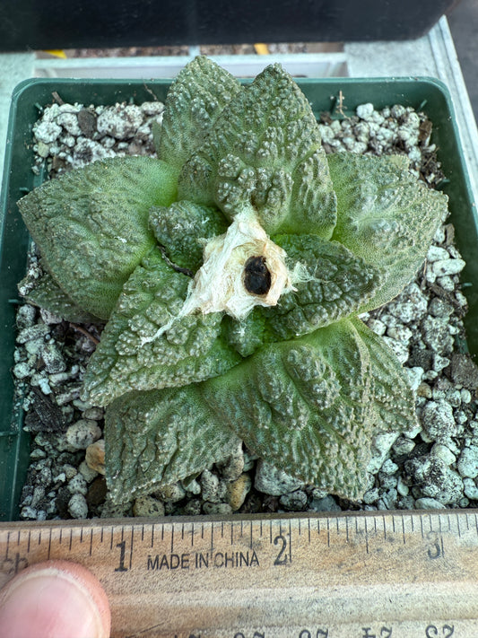 Ariocarpus Godzilla cactus 0062