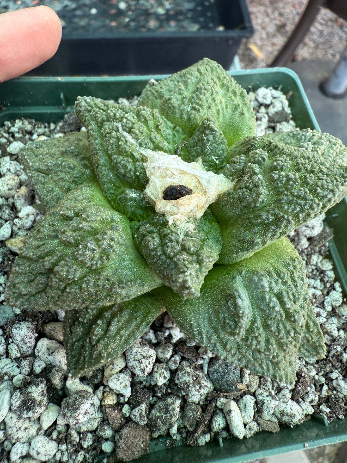Ariocarpus Godzilla cactus 0062