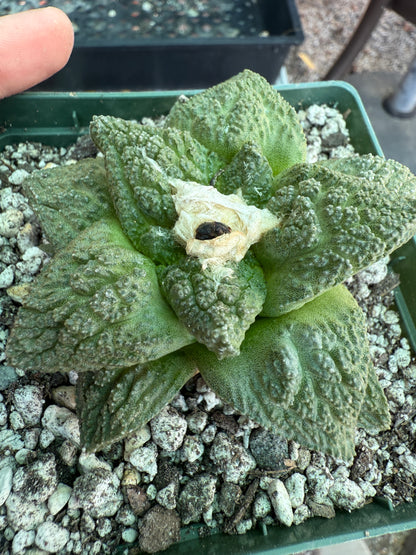 Ariocarpus Godzilla cactus 0062
