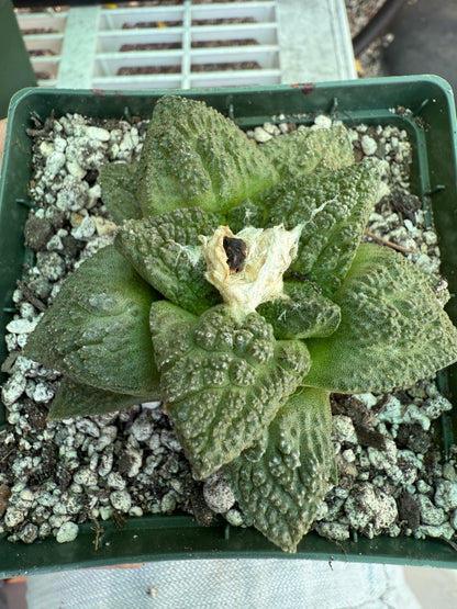 Ariocarpus Godzilla cactus 0062