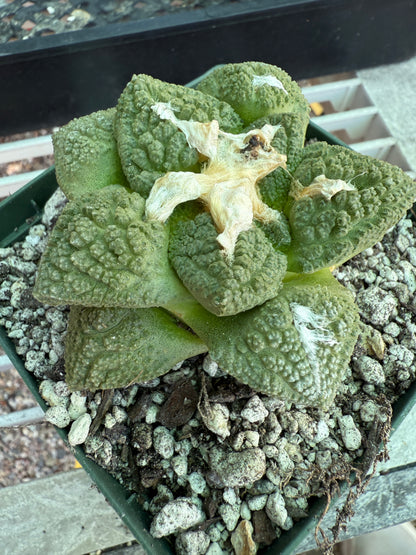 Ariocarpus fissuratus very nice plant 133 4.25 inch pot