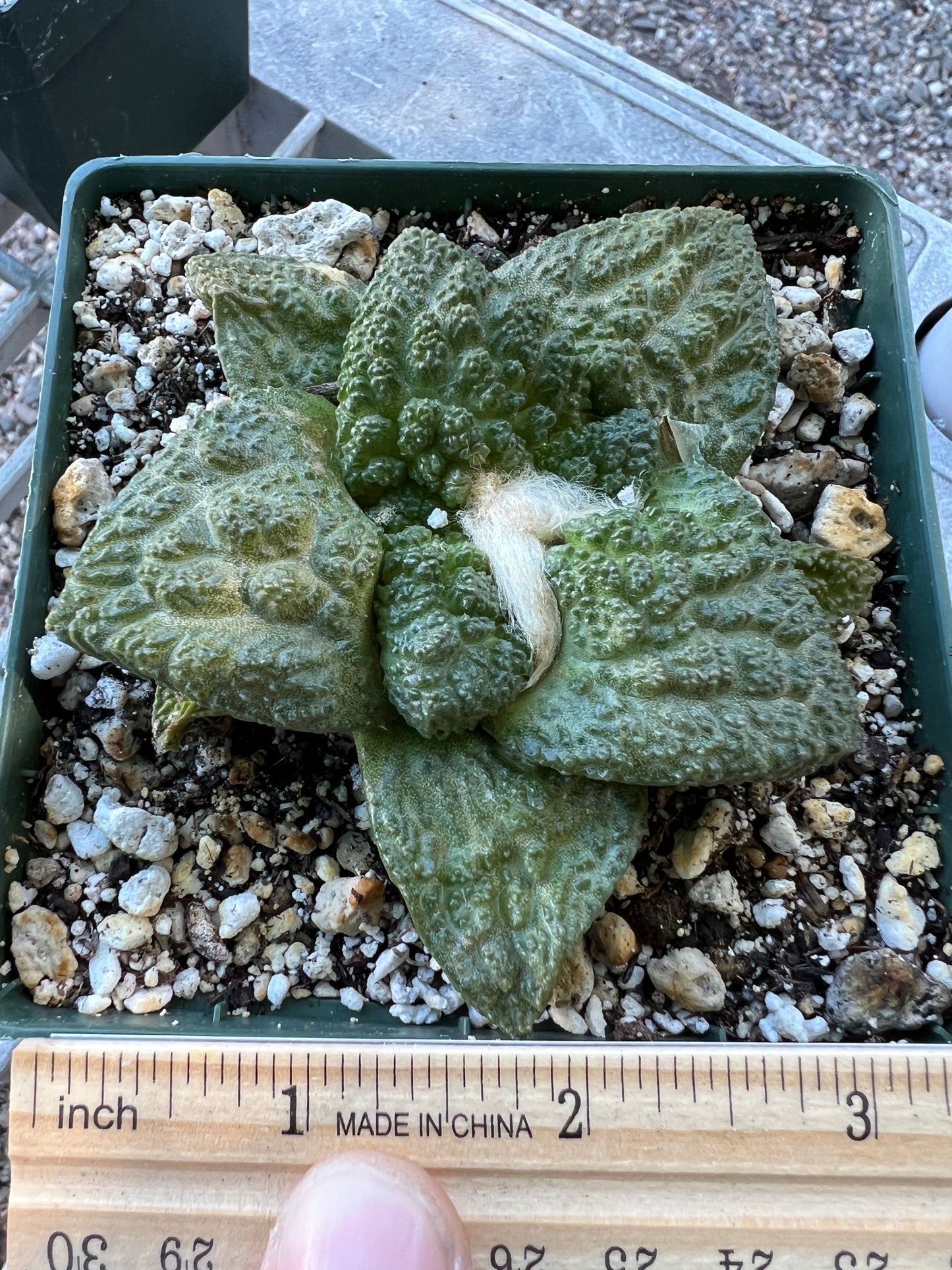 Ariocarpus Godzilla cactus in 4.25 inch pot very pretty plant