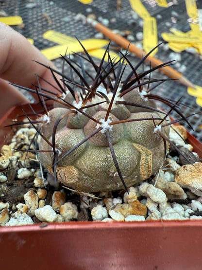 Copiapoa cinerea cactus with character 0001