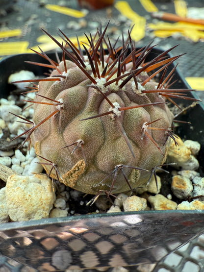 Copiapoa columna alba cactus with character 0002