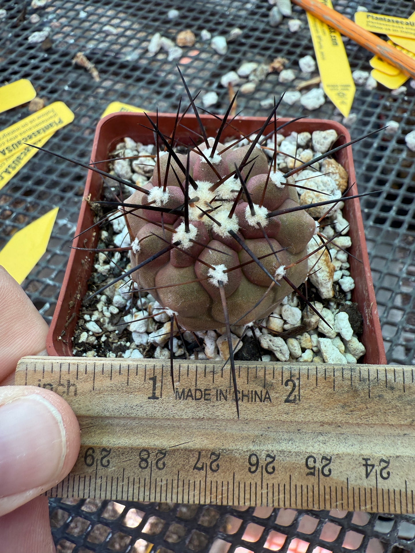 Copiapoa cinerea cactus nice plant 004