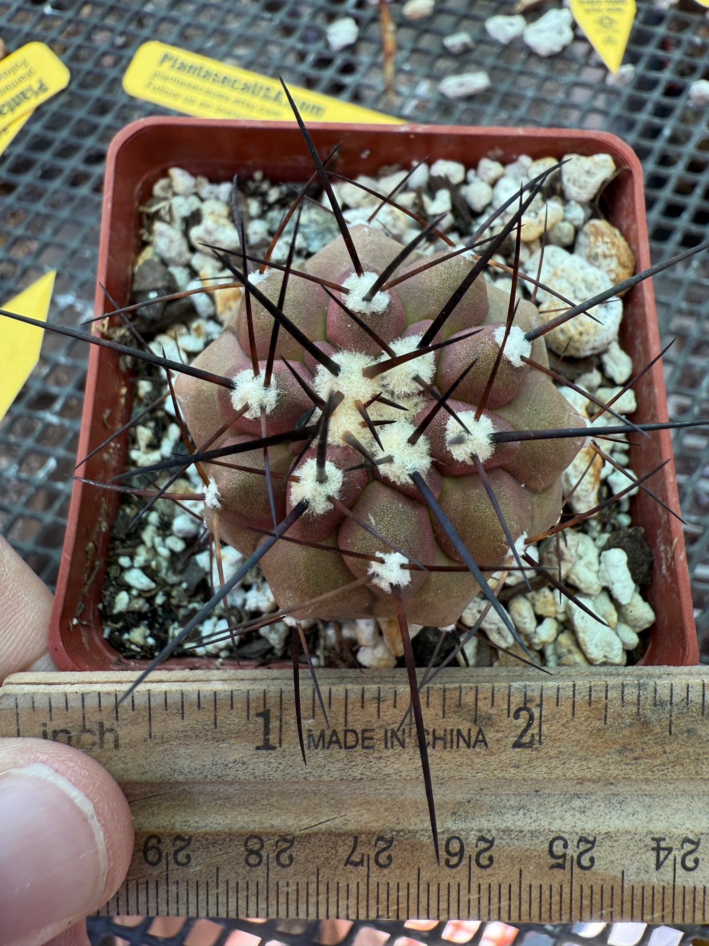 Copiapoa cinerea cactus nice plant 004
