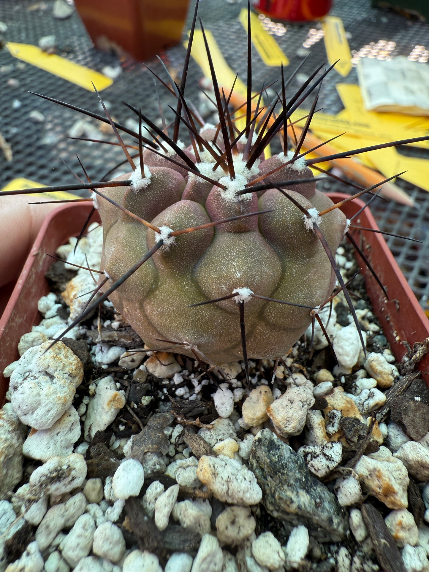 Copiapoa cinerea cactus nice plant 004