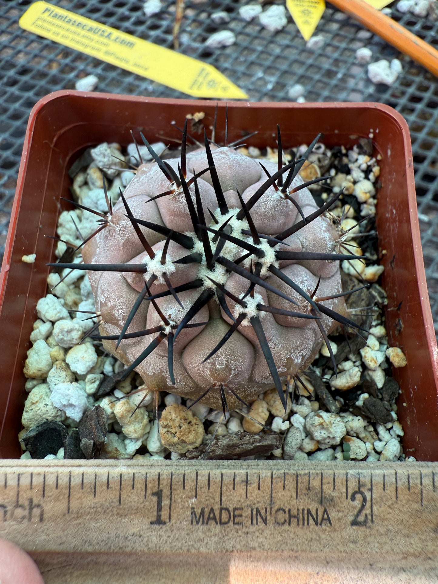 Copiapoa cinerea nice purple color 1753