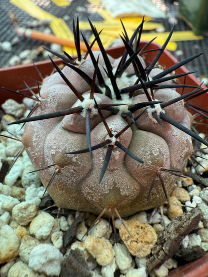 Copiapoa cinerea nice purple color 1753