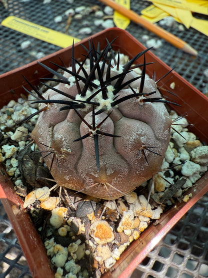 Copiapoa cinerea nice purple color 1753