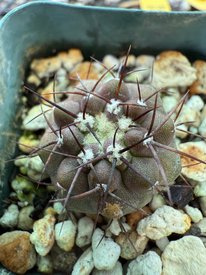 Copiapoa columna alba rare cactus 0008