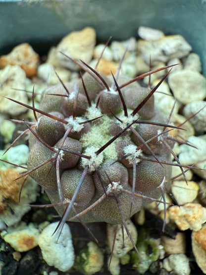 Copiapoa columna alba rare cactus 0008