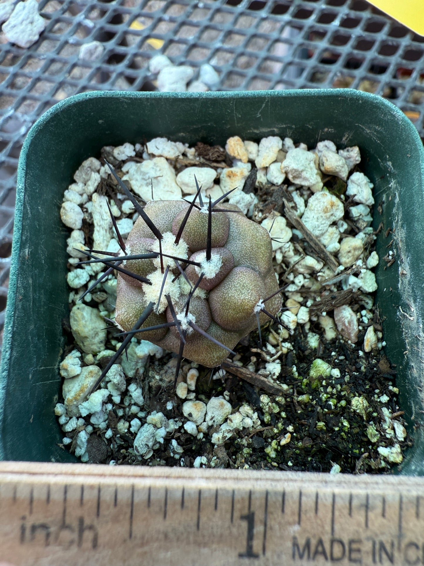 Copiapoa cinerea cactus rare 0009