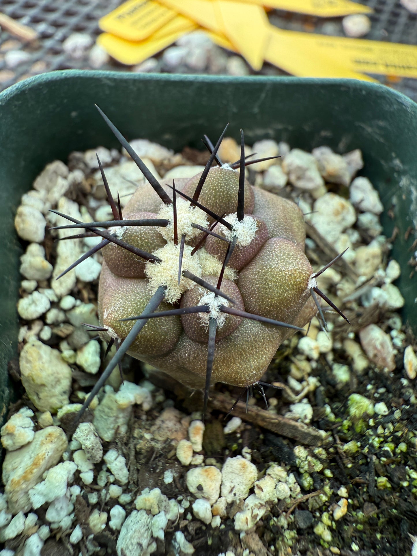 Copiapoa cinerea cactus rare 0009