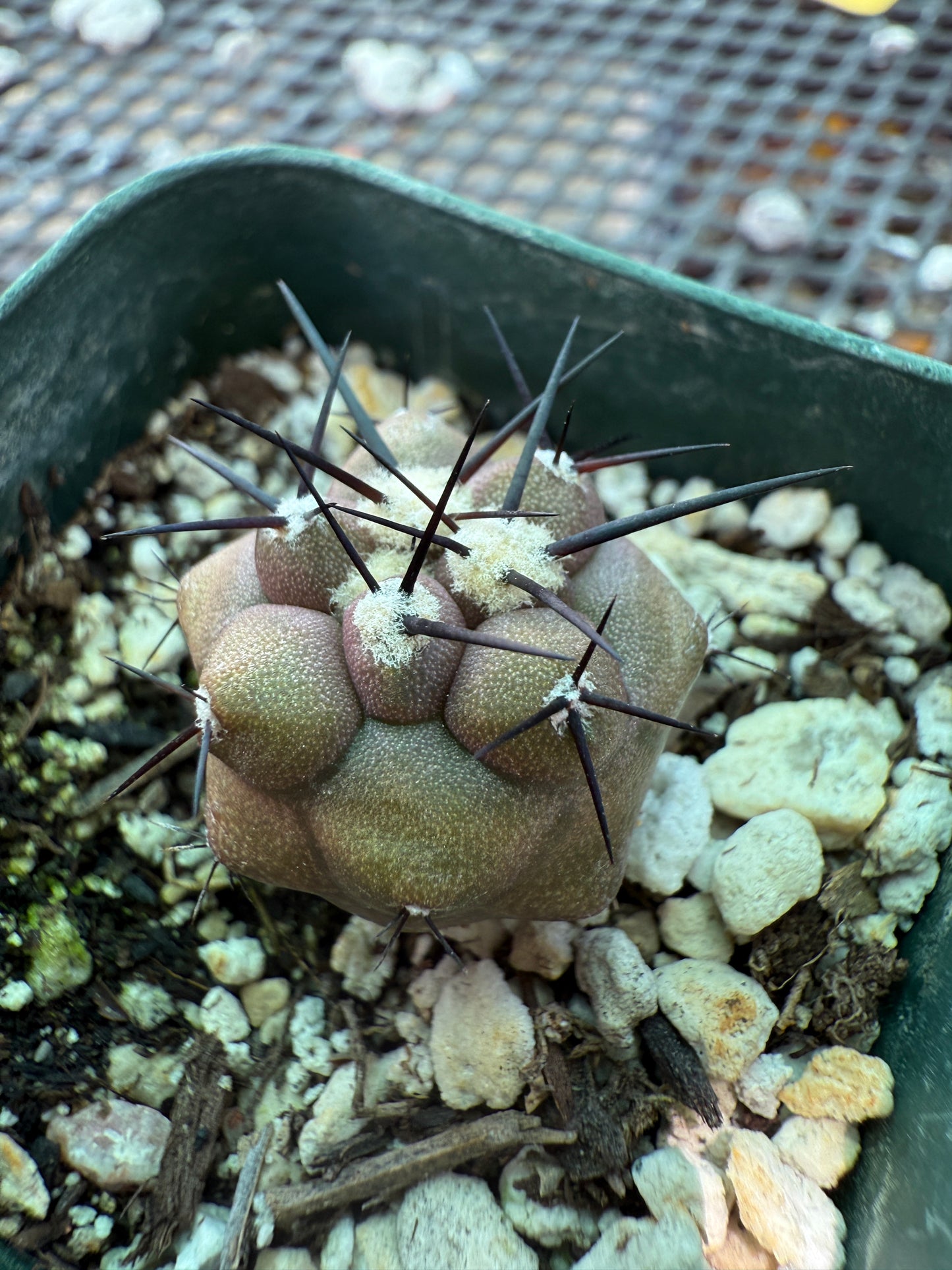 Copiapoa cinerea cactus rare 0009