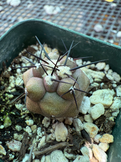 Copiapoa cinerea cactus rare 0009