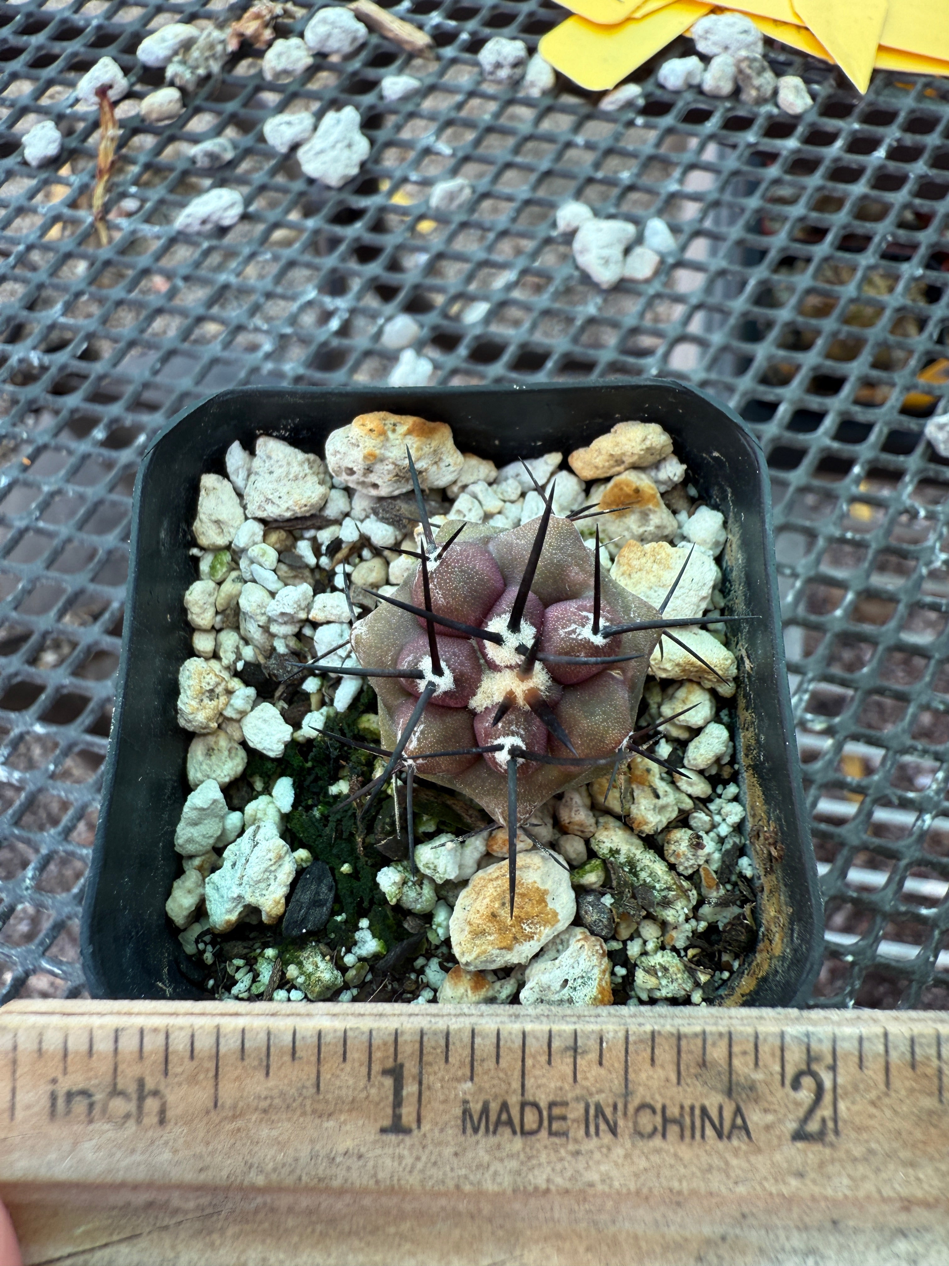 Copiapoa cinerea cactus 0998 – Planta seca