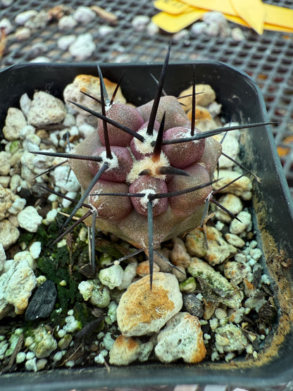 Copiapoa cinerea cactus 0998