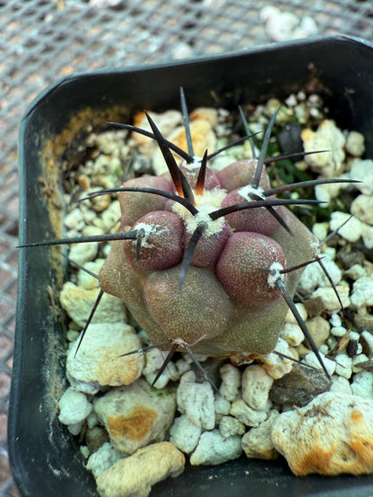 Copiapoa cinerea cactus 0998