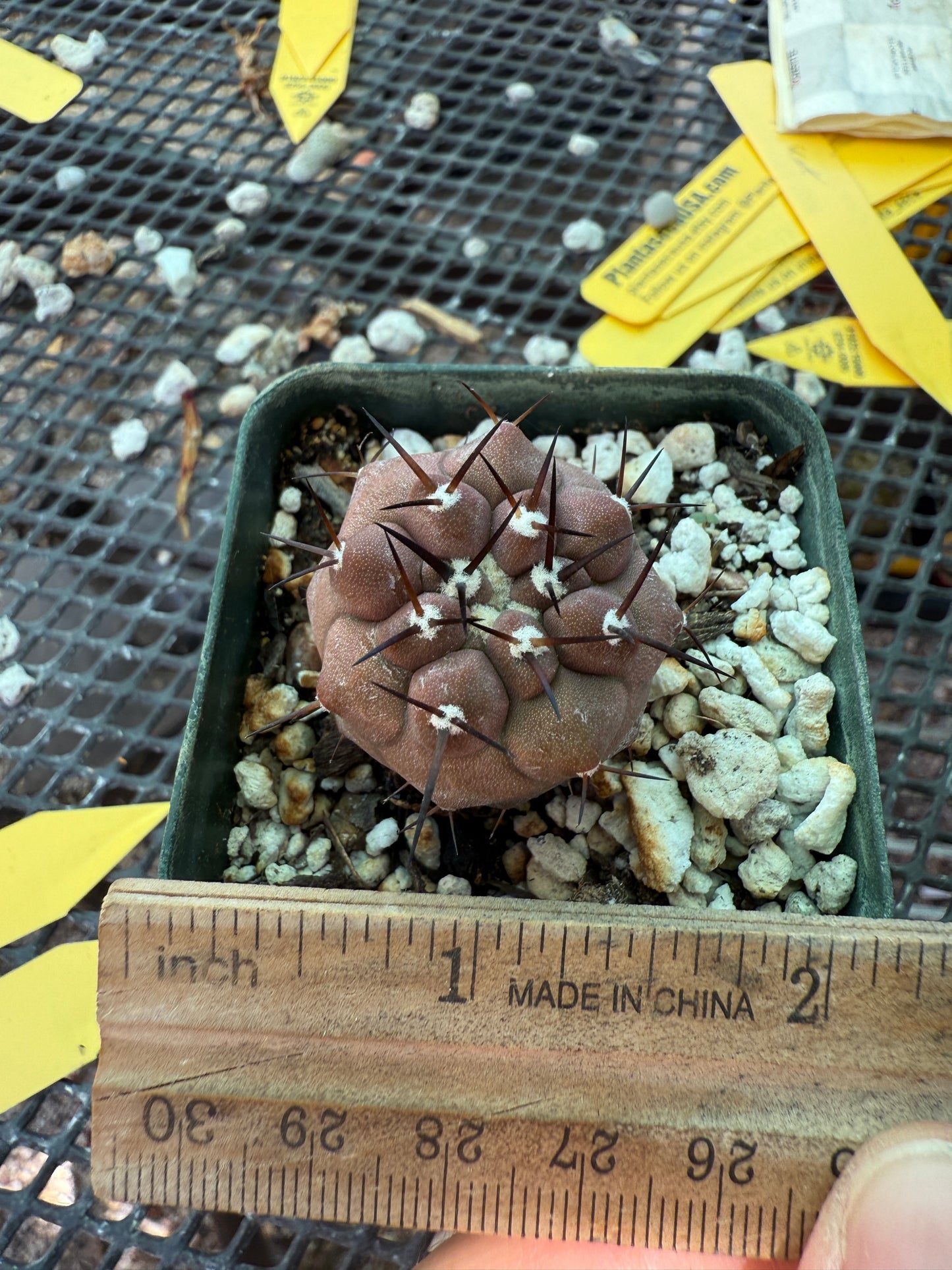 Copiapoa cinerea with some character 0011