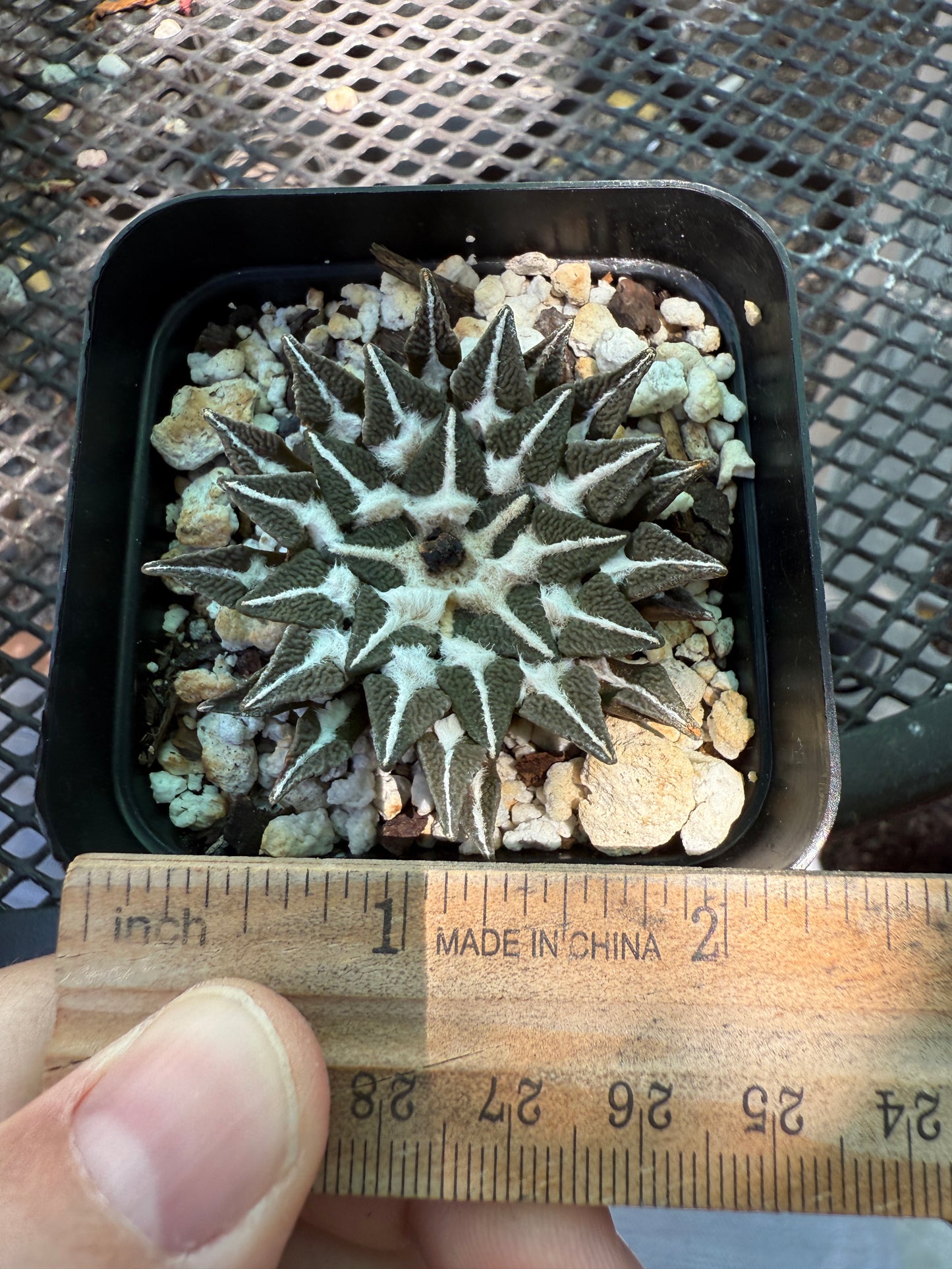 Ariocarpus kotschoubeyanus Elephantidens ooibo rare cactus big 884