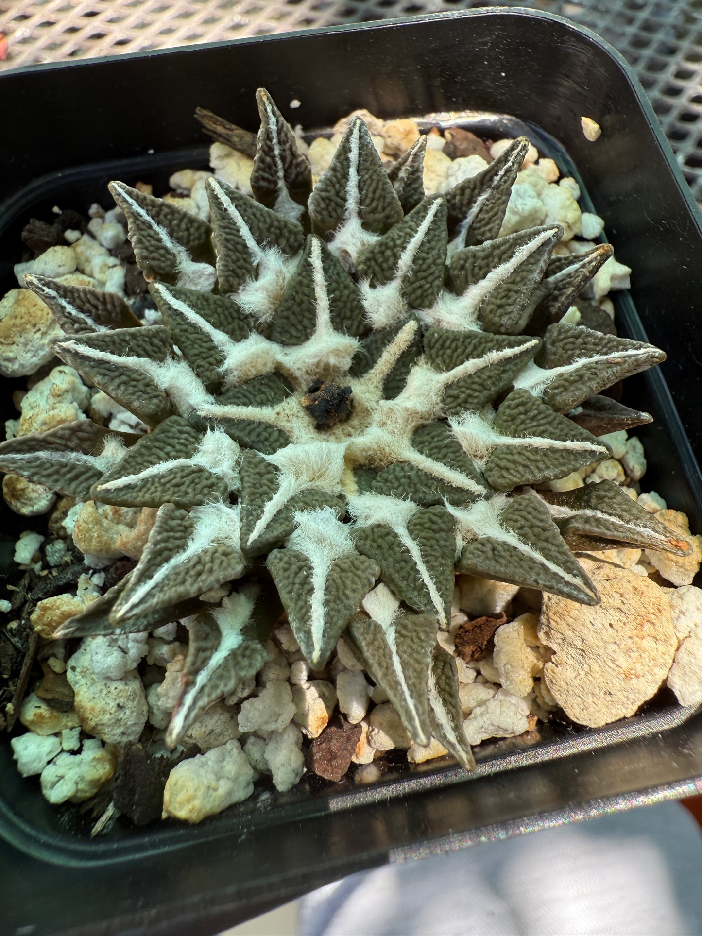 Ariocarpus kotschoubeyanus Elephantidens ooibo rare cactus big 884