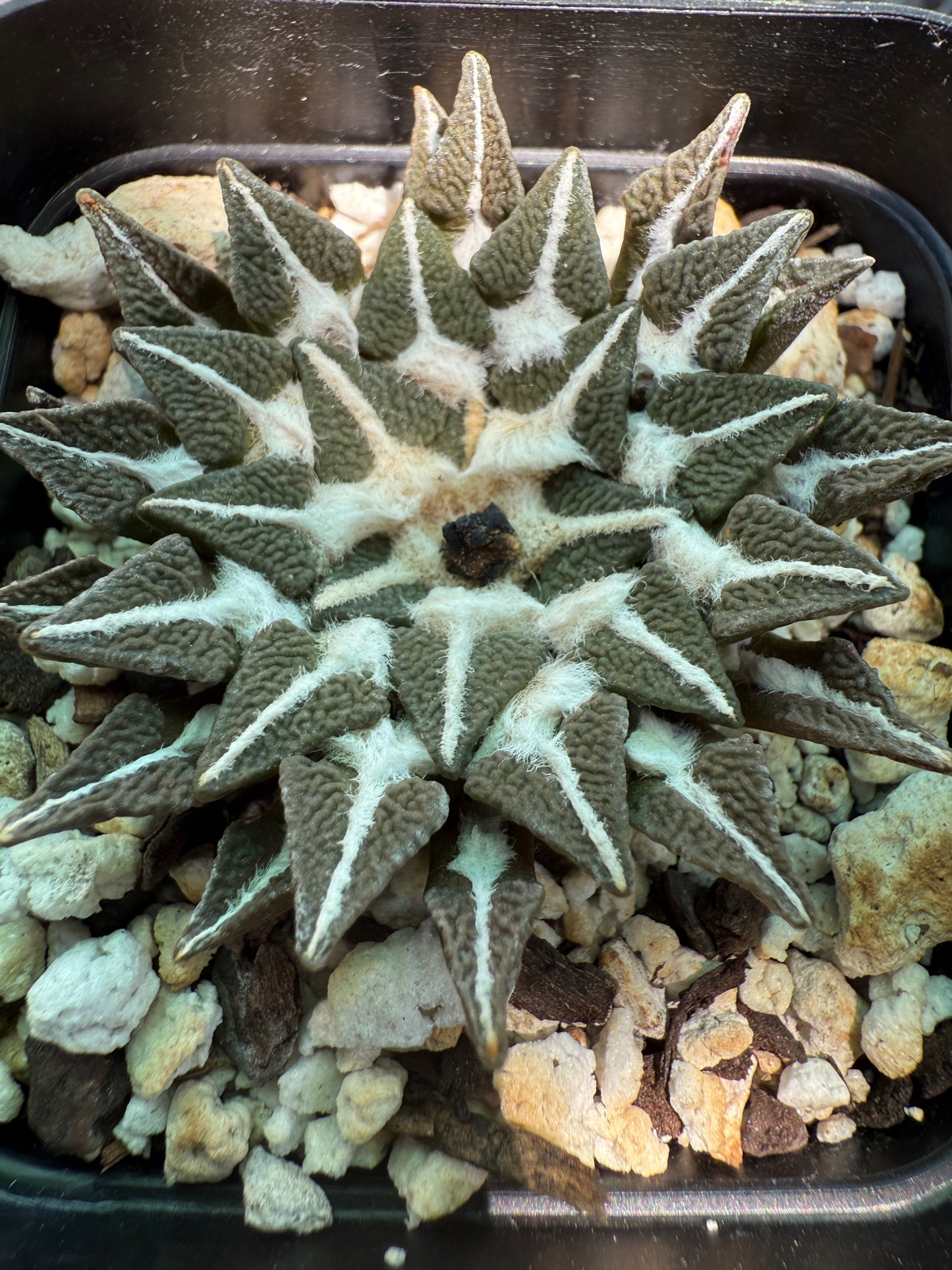 Ariocarpus kotschoubeyanus Elephantidens ooibo rare cactus big 884