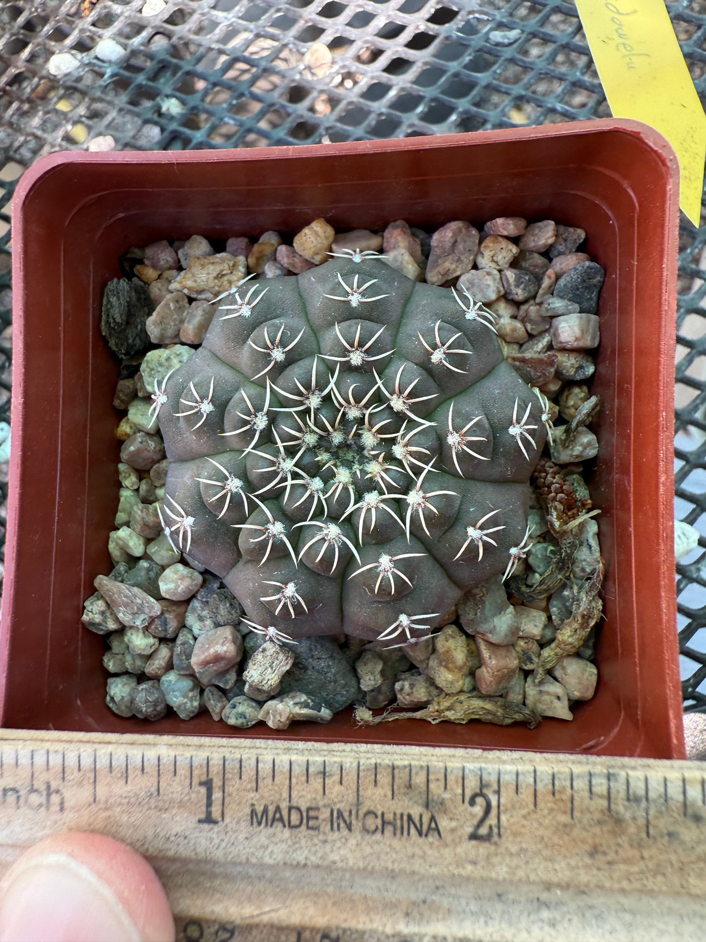 Gymnocalycium quelhianum rare cactus 0018