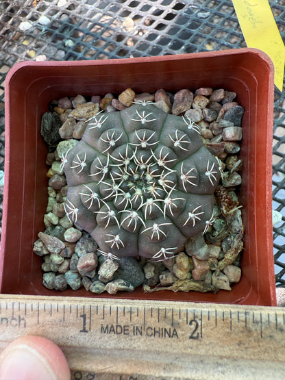 Gymnocalycium quelhianum rare cactus 0018