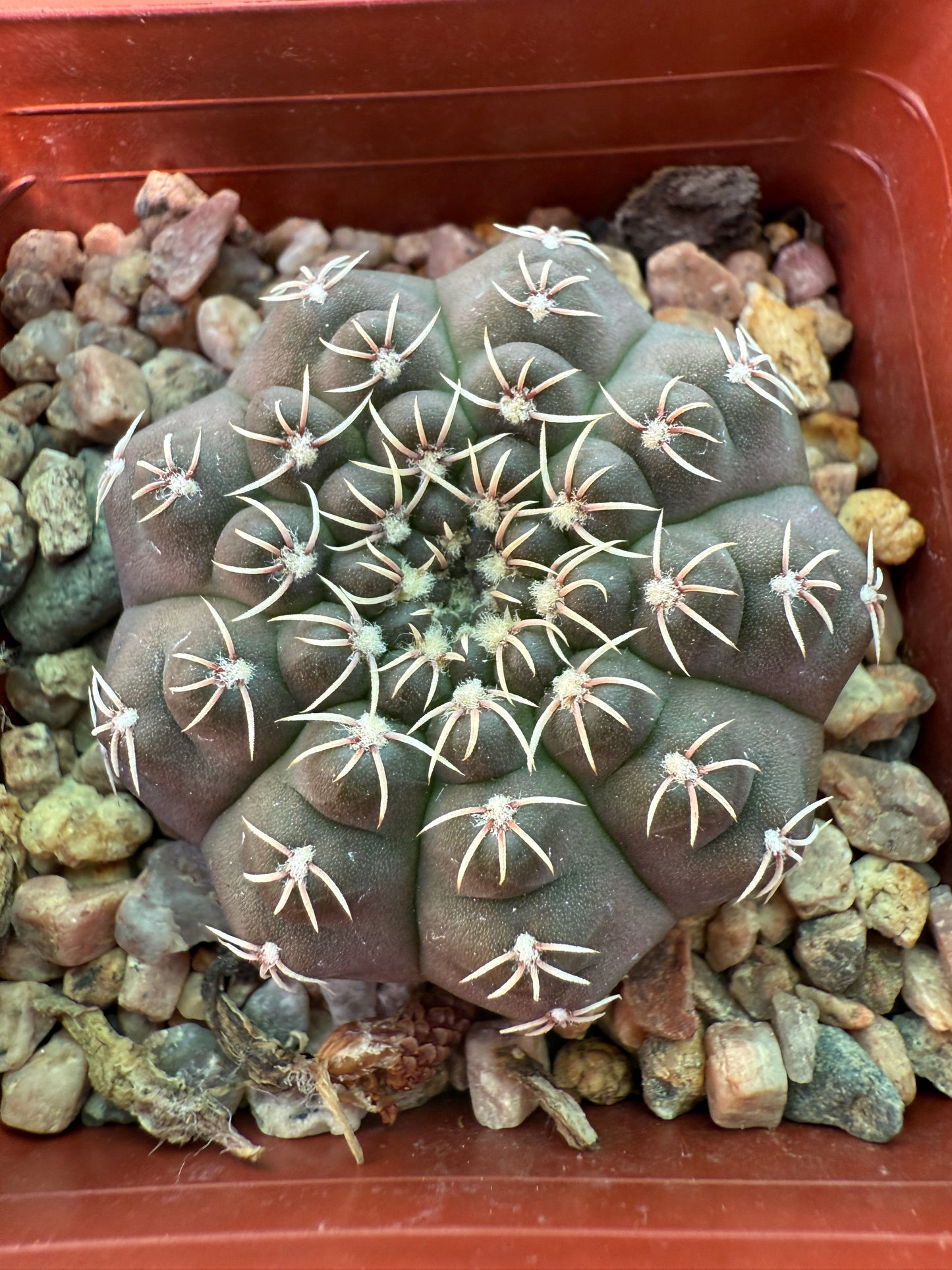 Gymnocalycium quelhianum rare cactus 0018