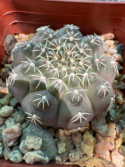 Gymnocalycium quelhianum rare cactus 0018